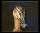 IMG_7538-Edit.jpg