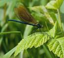 IMG_7721-Edit.jpg