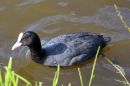 IMG_8110a.jpg
