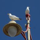 IMG_8500a.jpg