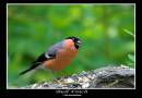 IMG_8581-01.jpg