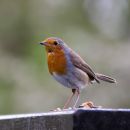 IMG_86111.jpg
