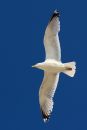 IMG_8652a.jpg