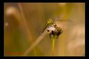 IMG_9574-Edit.jpg