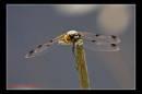 IMG_9594-Edit.jpg