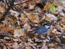 IMG_9677-s.jpg