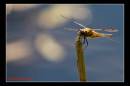 IMG_9684-Edit.jpg