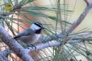 IMG_9697ss.jpg