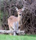 IMG_9870A.jpg