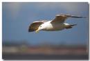 Immature-Herring-Gull_.jpg