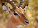 Impala_2.JPG
