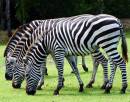 In-line-grazing.jpg