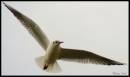 In_Flight1.jpg