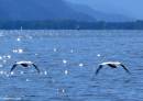 In_unison_flying_swans.jpg
