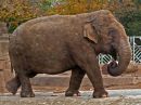 Indian_Elephant_001.jpg