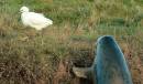 Inquisitive_seal.jpg