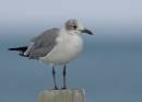 Island_Gull_ALP_09.jpg