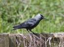 JACKDAW_1.jpg