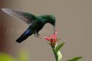 JFD_07_Green_Throated_HB_0002.jpg