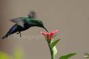 JFD_07_Green_Throated_HB_0003.jpg