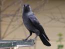 Jackdaw-04.jpg