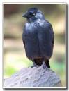 Jackdaw.jpg