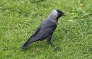 Jackdaw1.jpg