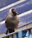 Jackdaw_11.JPG
