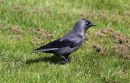Jackdaw_Corvus_Monedula_20-4-2018.jpg