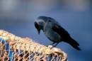 Jackdaw_on_creel.jpg