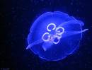 JellyFish-1.jpg
