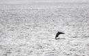 Jumping_Dolphins_2016.jpg
