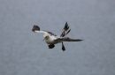 Juvenile_Gannet_19-6-2019_.jpg