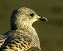 Juvenile_Gull.jpg