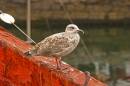 Juvenille_Gull1.jpg