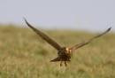 KESTREL_6.jpg