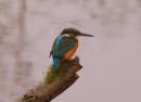 KINGFISHER7.jpg
