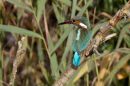 KIngfisher.jpg