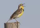 Kansas_Meadowlark_09_ALP.jpg