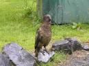 Kea.jpg
