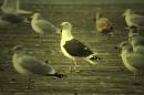 Kelp_Gull.jpg