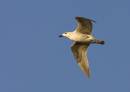 Kelp_Gull_2.jpg