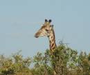 Kenya_1_084.jpg