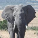 Kenya_1_130.jpg