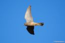 Kes_2-001.jpg