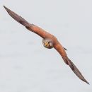 Kestral-2.jpg