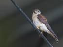 Kestral2.jpg