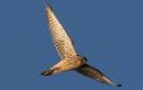 Kestrel1.jpg