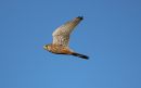 Kestrel_Falco_Tinnunculus_3-12-2019_1.jpg