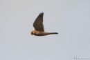 Kestrel_Falco_Tinnunculus_4-3-14_1.jpg